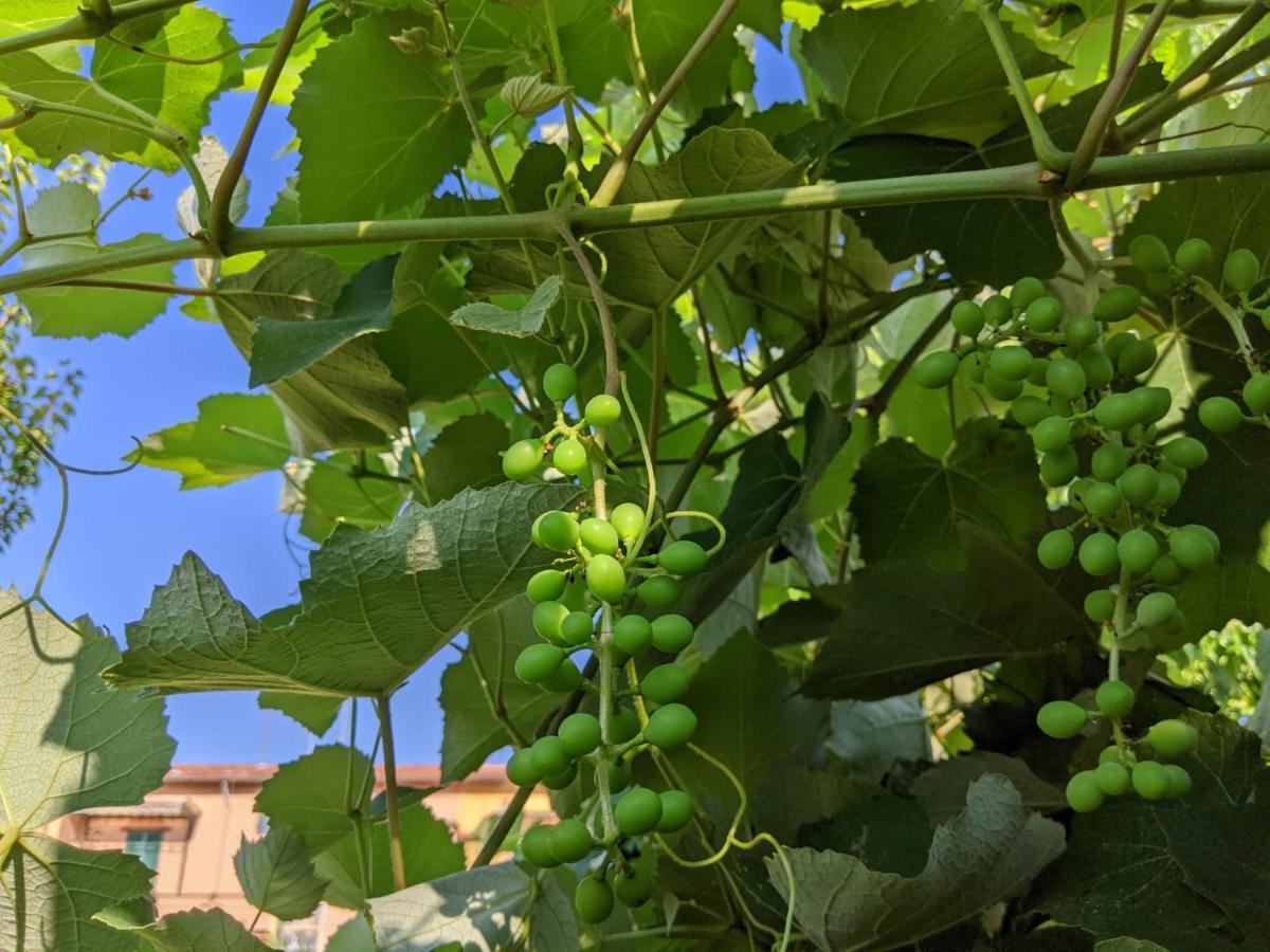 B&B Casa Marconi Piza Zewnętrze zdjęcie
